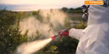 Pesticidi, allarme in Europa "A rischio salute e ambiente&rdquo;