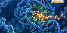 RNA, scoperta una modifica chimica che ne aumenta l'efficienza