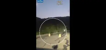 Cina, famiglia di tigri siberiane selvatiche avvistata in strada
