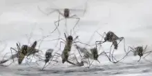 Arbovirosi e clima, pi&ugrave; rischi Dengue a Chikungunya nell&rsquo;Italia tropicale