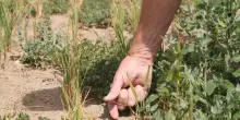Siracusa, bracciante muore mentre lavora in una serra: si ipotizza malore per il caldo