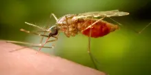 Malaria, i numeri italiani e la sfida globale: il report dell&rsquo;Iss