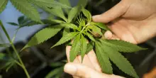 Cannabis terapeutica, l&rsquo;allarme delle associazioni: &ldquo;Forniture a rischio&rdquo;