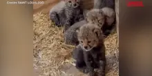 Saint Louis, allo zoo la prima cucciolata di ghepardi dopo sette anni: le immagini