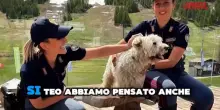 Cani abbandonati, lo spot della Polizia per l’estate 2025
