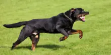 Azzannati dal rottweiler della nonna a Roma, gravi due bimbi