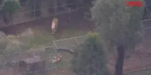 Australia, il leone di uno zoo aggredisce una donna: le immagini dalla camera di sicurezza