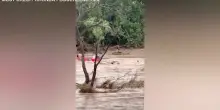 Alluvione Texas, il drammatico salvataggio di un automobilista nelle acque del fiume