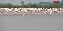 Linvasione di fenicotteri rosa sul Delta del Po: risaie minacciate