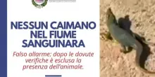 A Ladispoli né un coccodrillo né un caimano, svelata la fake news