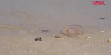 Usa, invasione di meduse nel Delaware