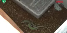 Roma, al Bioparco nascono 52 lucertole delle Eolie: la schiusa delle uova