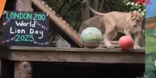 I leoni dello zoo di Londra festeggiano giocando la Giornata Mondiale del Leone