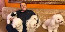 Marta Fascina celebra la giornata mondiale del cane: su Instagram foto di Berlusconi e Dudù