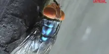 La mosca del Nuovo Mondo ‘attacca’ anche l’uomo: ecco cosa sappiamo