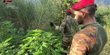 Calabria, scoperta e distrutta piantagione di marijuana in Aspromonte