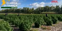 Oristano, sequestrata maxi piantagione di cannabis sativa