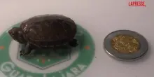 Messico, allo zoo di Guadalajara nasce la tartaruga più piccola del mondo, è lunga 10 cm