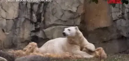 Chicago, prima neve per gli animali dello zoo di Brookfield