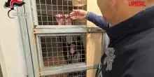 Catania, sequestrato uno scimpanzé detenuto illegalmente