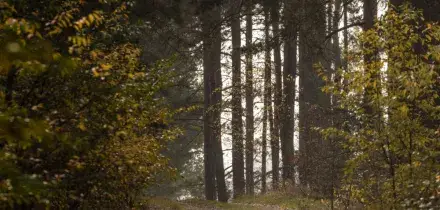 Famiglia nel bosco, i genitori hanno accettato la casa offerta da un imprenditore