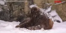 Usa, lorso bruno Tim si rotola nella neve allo zoo di Chicago