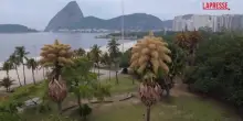 Rio de Janeiro, fioriscono per la prima e unica volta le palme talipot