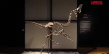 Un dinosauro di 68 milioni di anni fa verrà battuto allasta da Christies