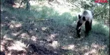 LAquila, primo orso ripreso nella Riserva del Salviano: le immagini dellanimale che esplora il suo territorio