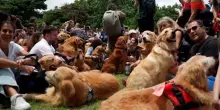Golden retriever, il raduno più grande del mondo a Buenos Aires: oltre 2mila cani in un parco
