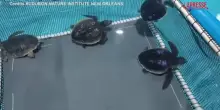 Usa, lacquario di New Orleans si prende cura di 35 tartarughe marine di Kemp