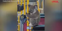 Australia, koala perde lorientamento e sale sullautobus: catturato e rimesso in libert&agrave;