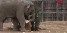 Budapest, gli animali dello zoo festeggiano il Natale con dei dolcetti