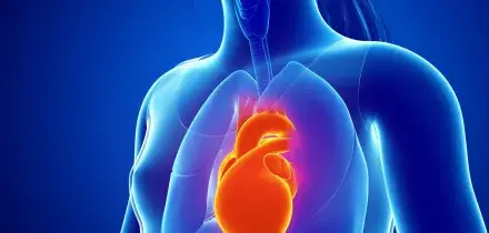 Studio dimostra ruolo nervo vago nel mantenere giovane il cuore