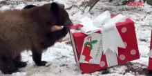 Babbo Natale allo zoo di Cincinnati, regali per orsi e lontre