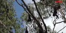 Australia, emergenza pipistrelli giganti a Gympie