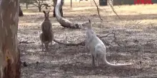 Australia, dei rari canguri bianchi popolano il Bordertown Wildlife Park
