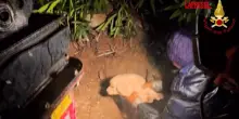 Cosenza, i Vigili del Fuoco salvano una cagnolina con i suoi 2 cuccioli bloccati in una tubatura