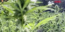 Sardegna, maxi sequestro di marijuana: 40.000 piante e 4 arresti