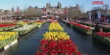 Amsterdam, Museumplein invasa da migliaia di tulipani colorati