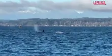 Usa, branco di orche d&agrave; spettacolo al largo di Seattle