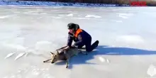 Russia, un giovane capriolo &egrave; bloccato sul fiume ghiacciato: le immagini del salvataggio