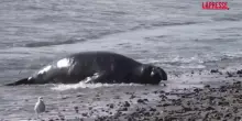 California, migliaia di elefanti marini si radunano lungo la costa