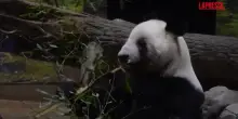 Giappone, gli ultimi gemelli di panda lasciano il paese per tornare in Cina