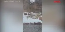 Usa, lorso polare Koda si gode le imponenti nevicate: le immagini dallo zoo di Memphis
