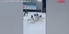 Usa, allo zoo di Pittsburgh la gioia dei pinguini che giocano nella neve