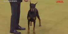 Il dobermann pinscher Penny vince la 150&ordf; edizione del Westminster Dog Show