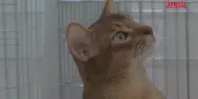 Mosca, il gatto pi&ugrave; bello del mondo alla mostra &ldquo;Golden Paw&rdquo;