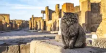 Pompei, morto Lince: era il gatto &lsquo;decano&rsquo; degli Scavi