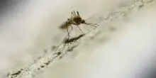 La malaria in Italia: dopo la bambina di Chioggia numeri, rischi e come proteggersi